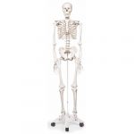 Esqueleto humano 28 3B Scientific